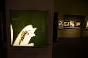 Wasp_exhibition__DSC3485